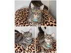 Adopt Misty a Gray or Blue Domestic Shorthair (short coat) cat in Saint James