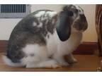 Adopt JJ a Agouti Mini Lop / Mixed (short coat) rabbit in Edina, MN (37747211)