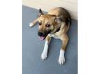 Adopt Skye a Tricolor (Tan/Brown & Black & White) German Shepherd Dog / Border