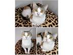 Adopt Cleo a Calico or Dilute Calico Calico (short coat) cat in Saint James