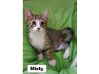Adopt Misty - Ottawa Area a Brown or Chocolate Domestic Shorthair / Domestic