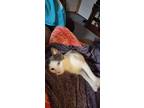 Adopt Monte a Gray or Blue (Mostly) Domestic Shorthair (short coat) cat in