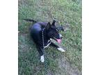 Adopt Gracie a Black - with White Shepherd (Unknown Type) / Mixed dog in Millen
