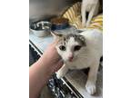 Adopt 52961229 a White Domestic Shorthair / Domestic Shorthair / Mixed cat in