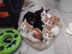 Adopt The Little Rascals a Orange or Red Domestic Mediumhair (medium coat) cat