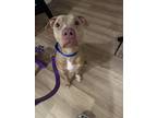 Adopt Ariel a Brindle - with White Pit Bull Terrier / Mixed dog in Jackson