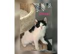 Adopt Oliver a Black & White or Tuxedo Domestic Shorthair (short coat) cat in
