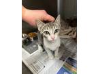Adopt 52961252 a White Domestic Shorthair / Domestic Shorthair / Mixed cat in