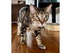 Adopt Leo a Gray, Blue or Silver Tabby Domestic Shorthair (short coat) cat in
