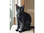 Adopt Courage a Black (Mostly) Domestic Shorthair (short coat) cat in