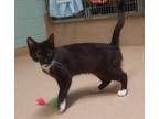 Adopt Sophia a All Black Domestic Shorthair / Domestic Shorthair / Mixed cat in