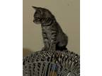 Adopt Captain a Gray, Blue or Silver Tabby Domestic Shorthair (short coat) cat