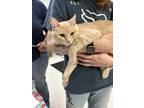 Adopt Oatmeal a Orange or Red Domestic Shorthair / Domestic Shorthair / Mixed
