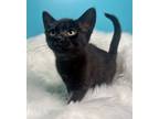 Adopt Stella a All Black Domestic Shorthair (short coat) cat in Byron Center