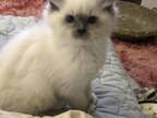 2 Blue Mitted Male Ragdolls