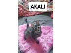 Adopt Akali a Brown Tabby Domestic Shorthair / Mixed (short coat) cat in Apopka