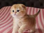 Felicia Golden Shaded Scottish Fold Baby Girl