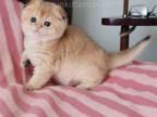 Golden Shaded Scottish Fold Baby Boy