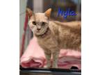 Adopt Nyla a Domestic Shorthair / Mixed (short coat) cat in Cambridge