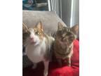 Adopt Luna & Skylar a Domestic Shorthair / Mixed (short coat) cat in