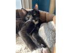 Adopt Janet a Black & White or Tuxedo Domestic Shorthair / Mixed (short coat)