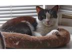 Adopt Pisces a Domestic Mediumhair / Mixed (short coat) cat in Brigham City -