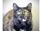 Adopt Opal a Domestic Shorthair / Mixed (short coat) cat in Brigham City -