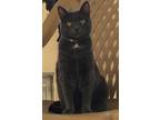Adopt Alice a Domestic Shorthair / Mixed (short coat) cat in Jim Thorpe