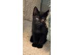 Adopt Onyx a Domestic Shorthair / Mixed (short coat) cat in Dalton