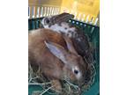 Adopt Barley a Flemish Giant rabbit in Ocala, FL (36349542)