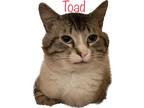 Adopt Toad a Spotted Tabby/Leopard Spotted Siamese cat in Challis, ID (38480717)