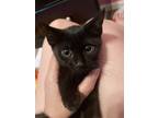 Adopt Magic (SC) a All Black Domestic Shorthair / Mixed cat in San Angelo