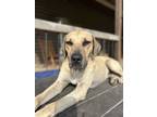 Adopt Duke a White Hound (Unknown Type) dog in Oakwood, TX (36342499)