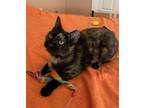 Adopt Nutella a Black (Mostly) Domestic Shorthair / Mixed (short coat) cat in