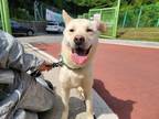 Adopt Aladin(Local) a Tan/Yellow/Fawn Jindo / Mixed dog in Ottawa, ON (38508255)