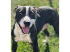 Adopt Tikki a Black - with White American Pit Bull Terrier dog in Calgary