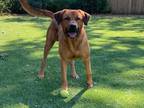 Adopt Remington a Brown/Chocolate Rhodesian Ridgeback dog in Dallas