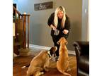 Experienced and Reliable Pet Sitter in St. Catharines, Ontario - Book Now for