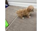 Poodle (Toy) Puppy for sale in Spring Hill, FL, USA