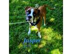 AKC Jasper