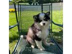 Mutt Puppy for sale in Saint Charles, IL, USA