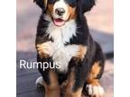 Bernese Mountain Dog Puppy for sale in Isanti, MN, USA