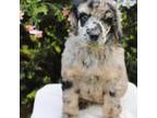 Mutt Puppy for sale in Huntington, WV, USA