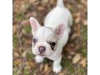 French Bulldog Puppy for sale in Orlando, FL, USA