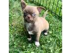 Chihuahua Puppy for sale in Andover, MA, USA