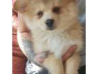 Pomeranian Puppy for sale in Clinton Township, MI, USA
