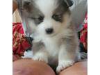 Pomeranian Puppy for sale in Clinton Township, MI, USA