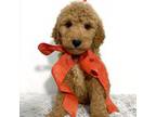 Goldendoodle Puppy for sale in Demopolis, AL, USA