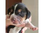 Beagle Puppy for sale in Harpers Ferry, IA, USA