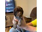 German Shorthaired Pointer Puppy for sale in Ashville, NY, USA